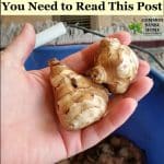 Sunchokes, also know as Jerusalem artichokes, are promoted for their health benefits, but you need to plan ahead before adding them to your garden.