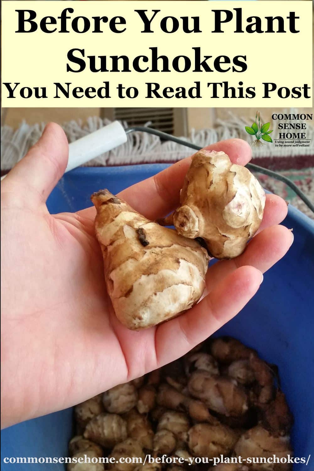Before You Plant Sunchokes You Need To Read This Post
