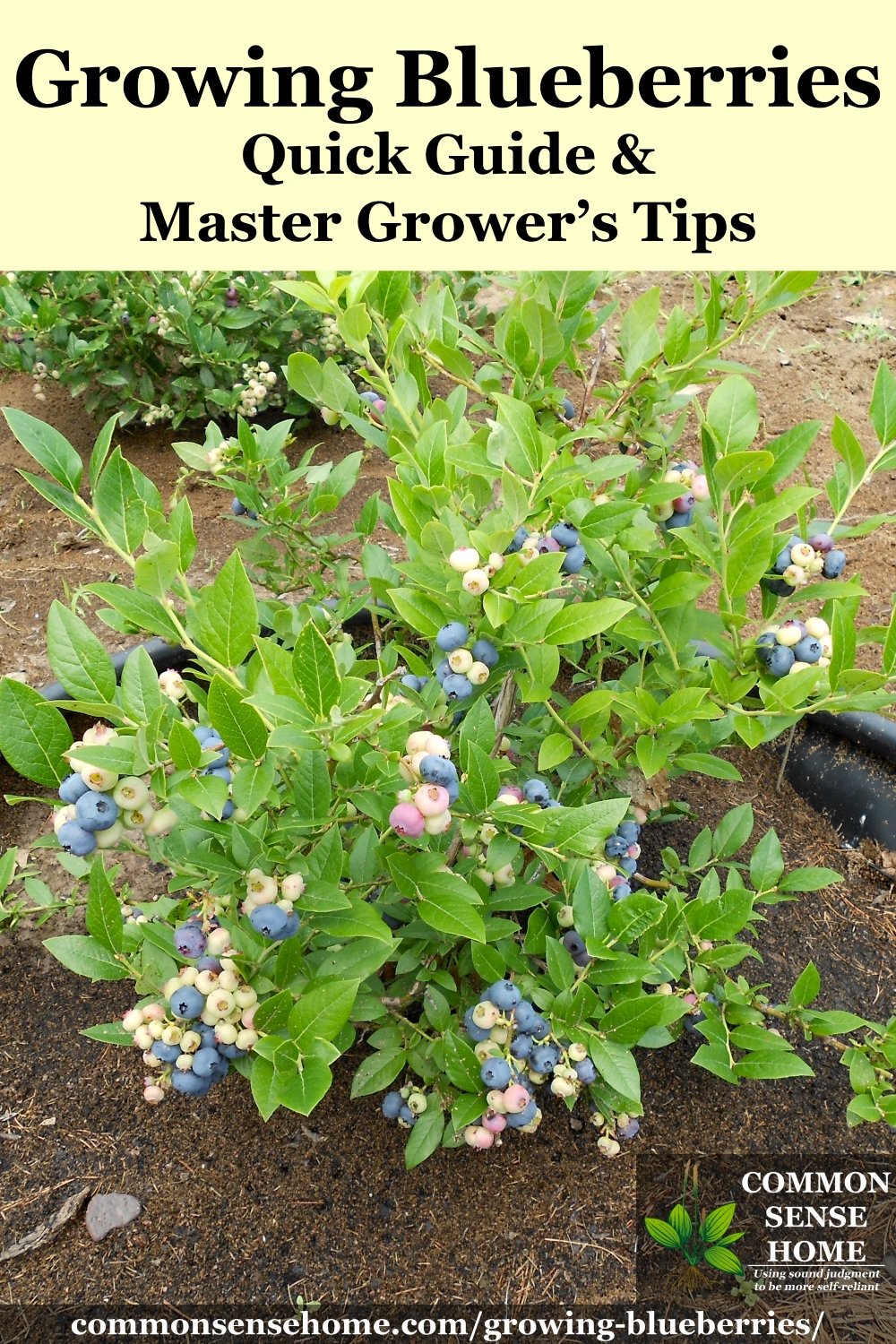 small blueberry plant loaded with a mix of ripe and unripe blueberries