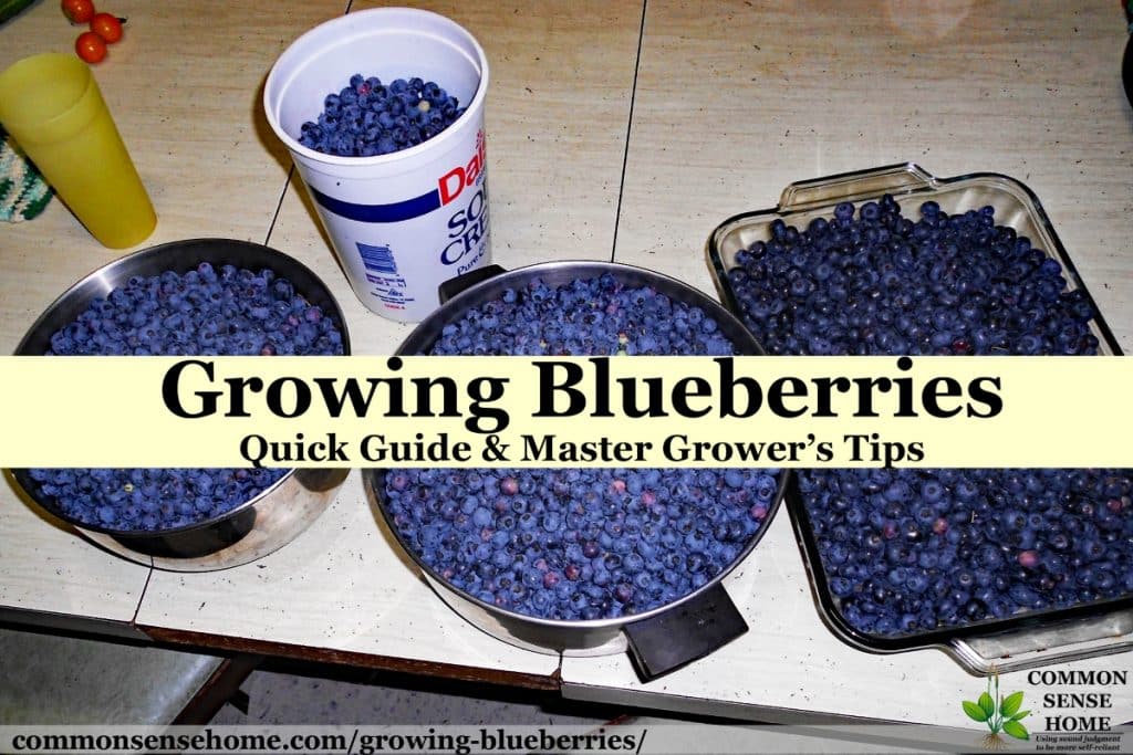 How To Grow Blueberries From Seeds Of Blueberry (Quick, 48% OFF