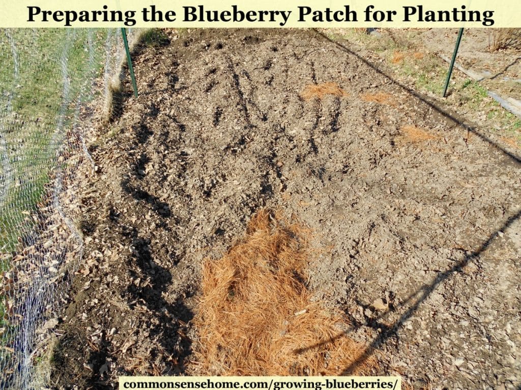 preparing blueberry soil in blueberry patch, tilling in pine needles