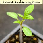 tomato seedling - text" When should I start my seeds? Printable Seed Starting Charts"