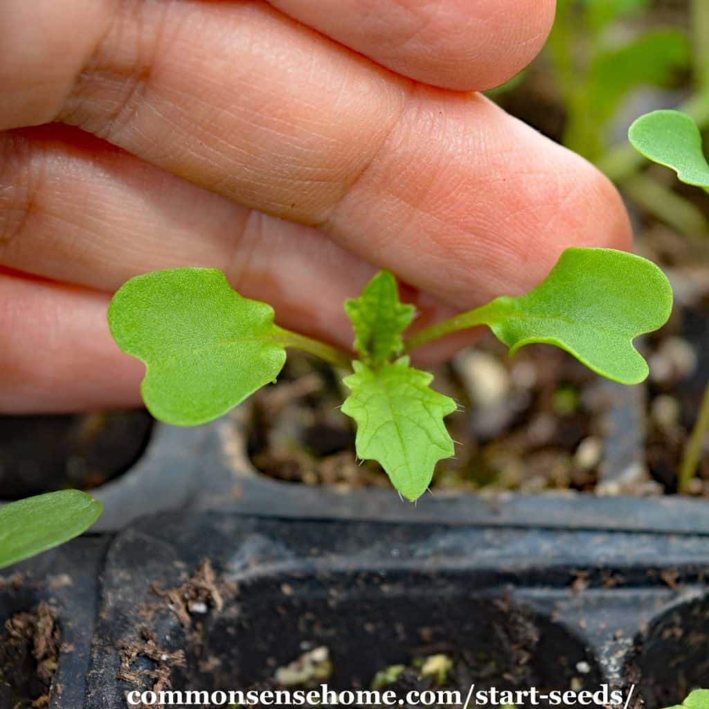 small seedling with hand