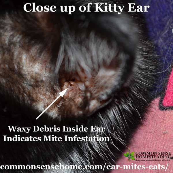 Ear Mites in Cats - Easy Treatment, Plus Common Questions