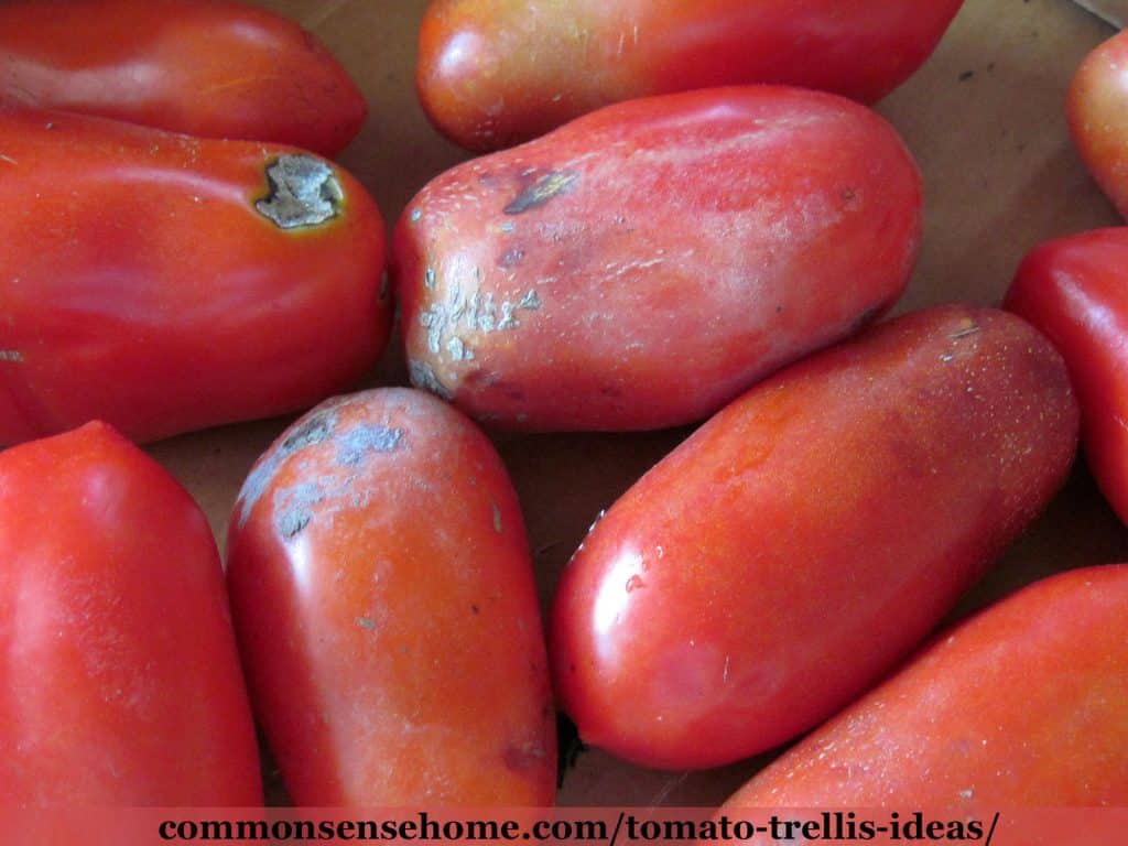 damaged tomatoes grown on the ground