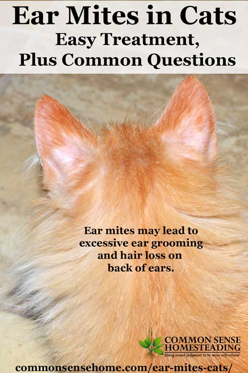 Ear Mites in Cats Easy Treatment, Plus Common Questions