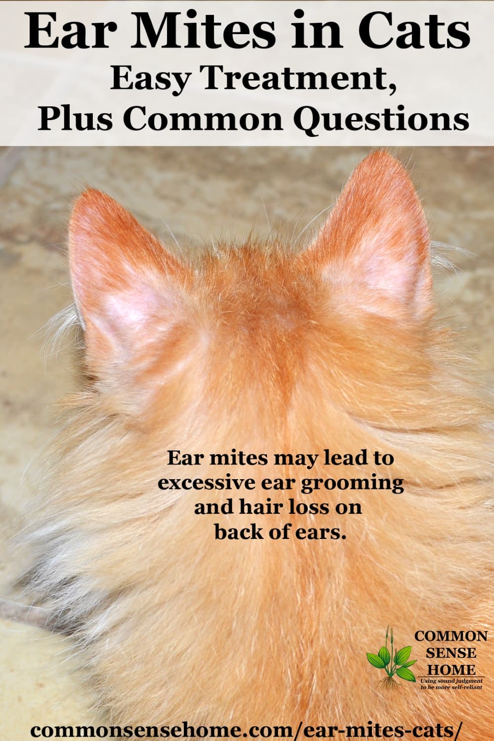 ear mite hair loss