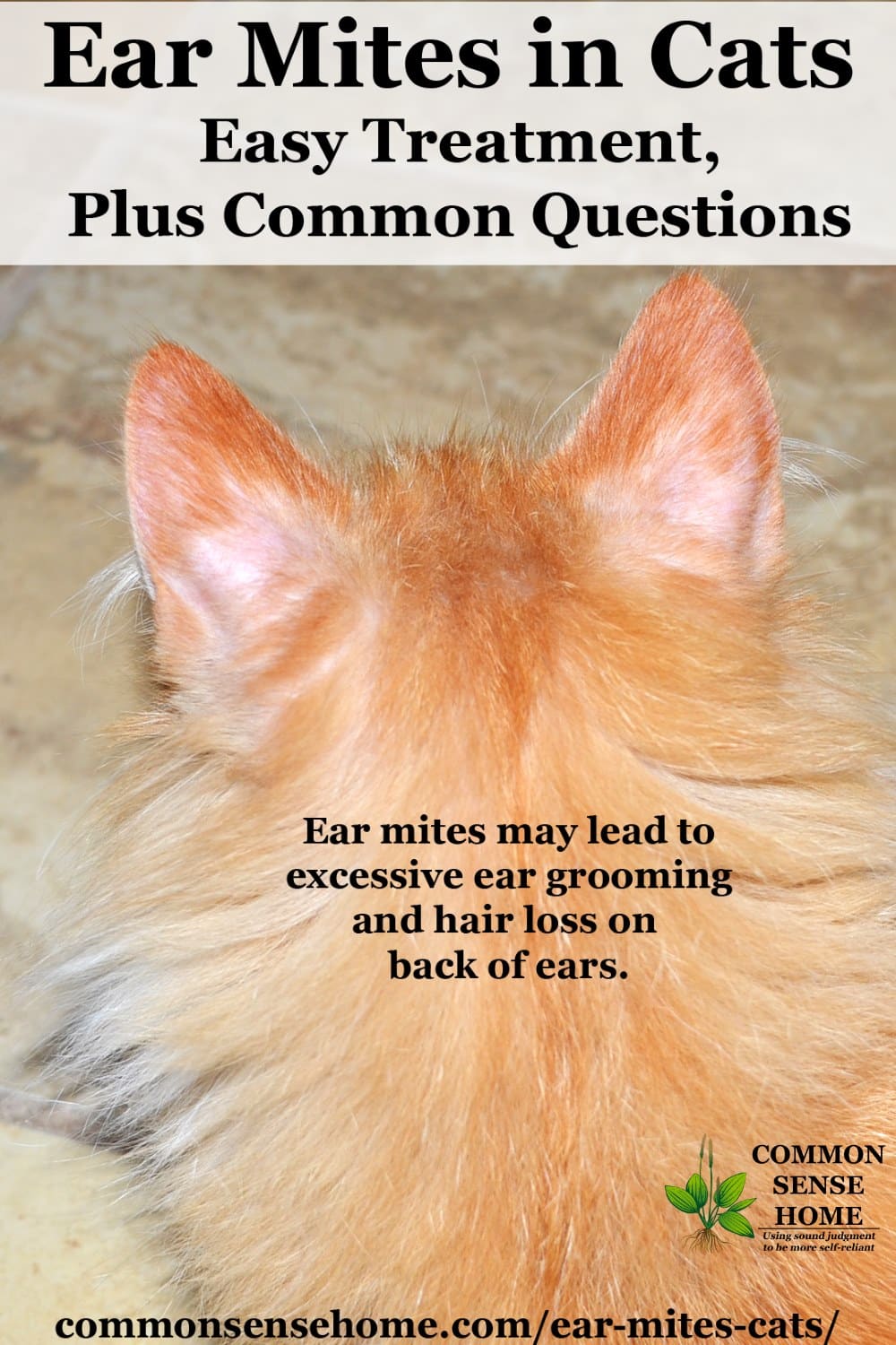 Natural remedies for ear mites in cats