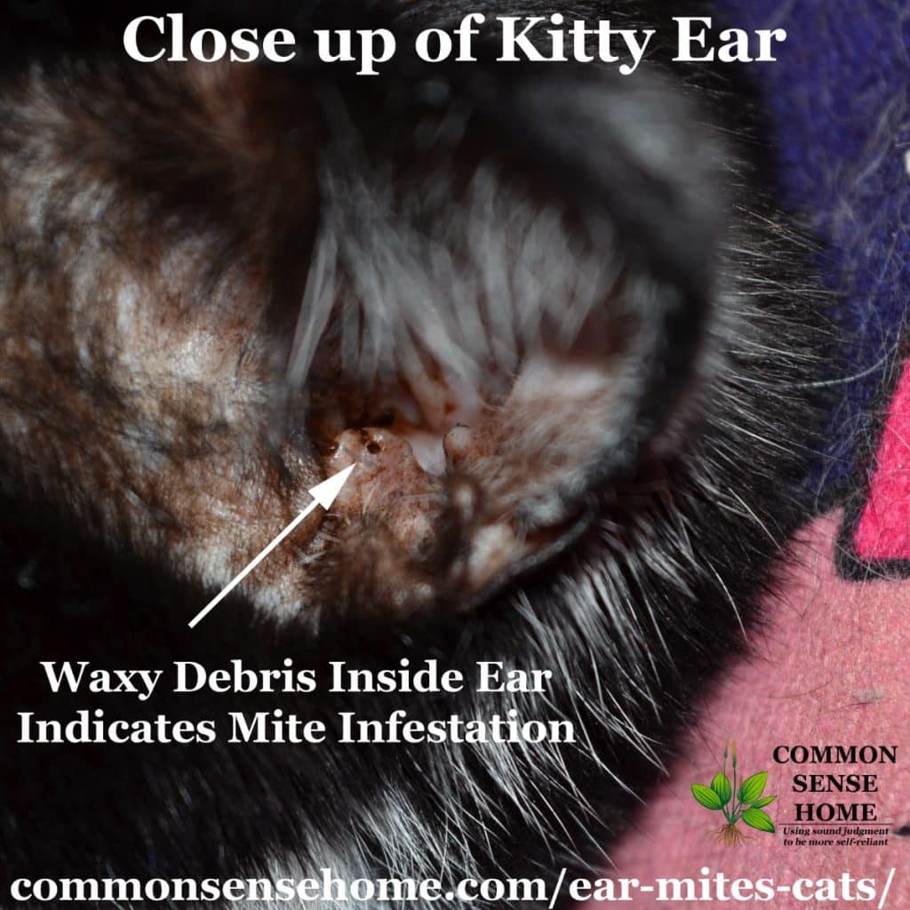 Ear Mites in Cats - Easy Treatment 