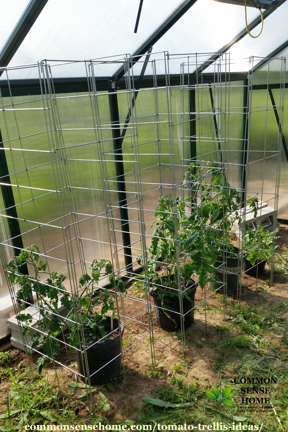 large plant cages with tomatoes inside