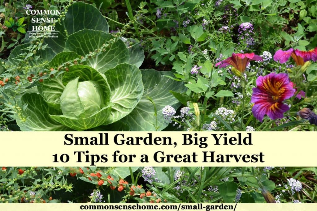 small vegetable garden with cabbage, flowers, strawberry spinach and lambsquarters