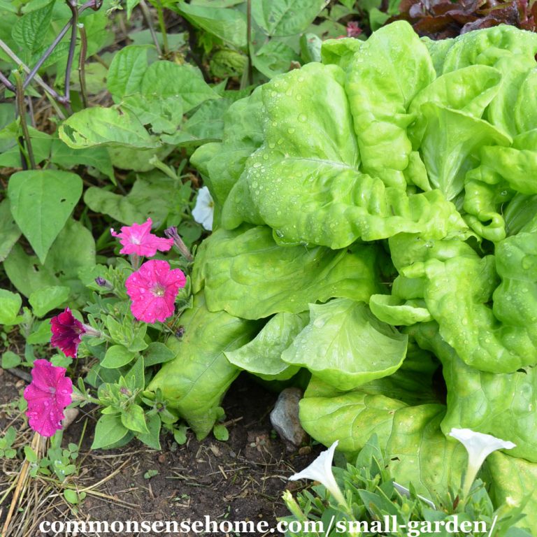Small Garden Ideas – 10 Tips to Grow More Food in Less Space