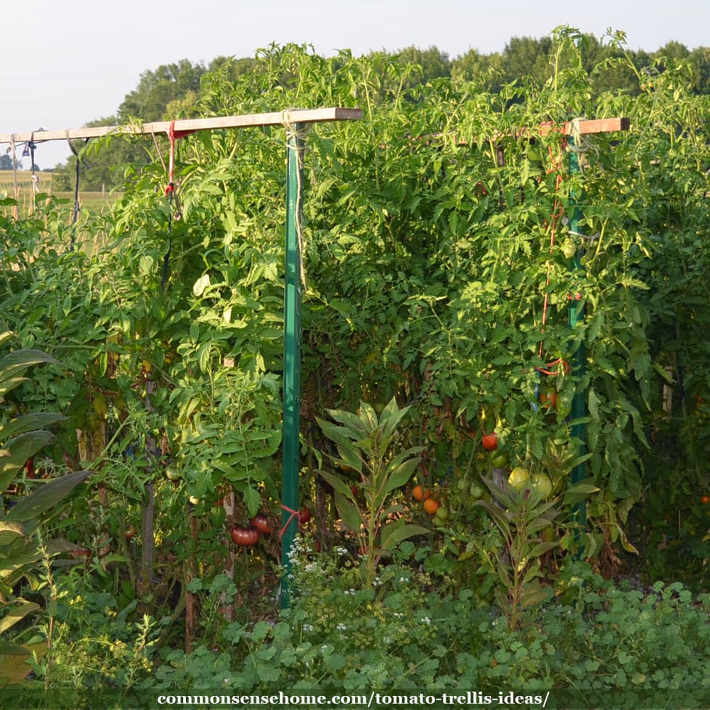 tomato trellis made with hardwood stakes and metal stakes