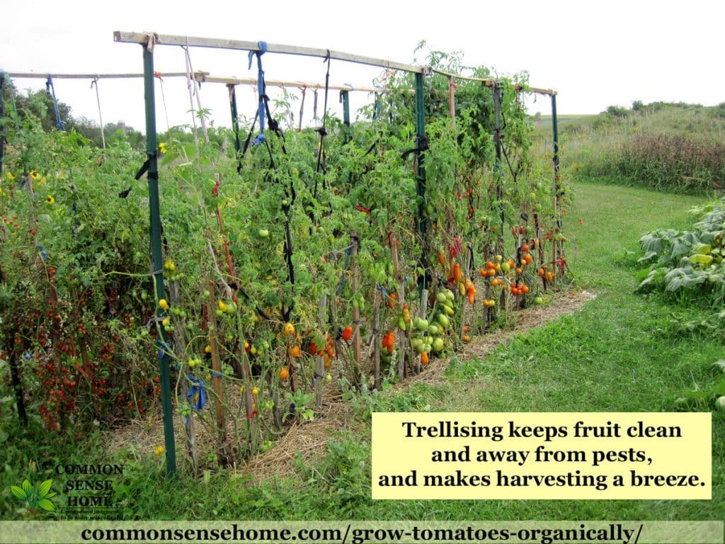 garden tomatoes supported by tomato stakes and fence post tomato trellis