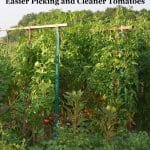 tomato trellis made with steel tomato stakes and wooden stakes. loaded with tomato plants
