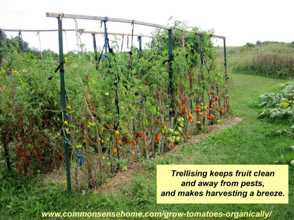 5+ Terrific Tomato Trellis Ideas for Easier Picking and Cleaner Tomatoes