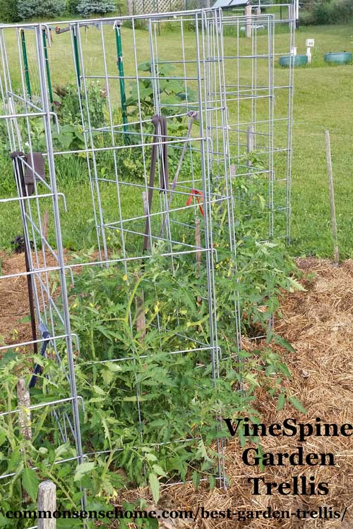 Vine Spine garden trellis with tomato plants