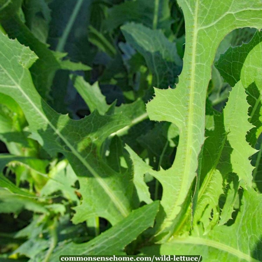 Lactuca serriola leaves