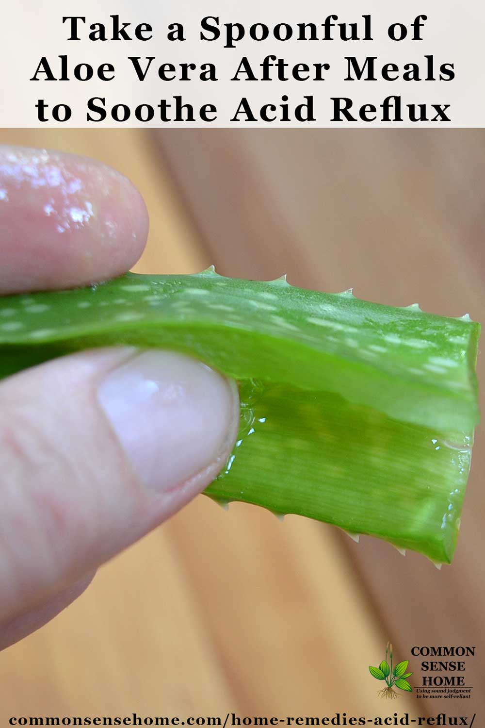 Aloe vera close up in hand