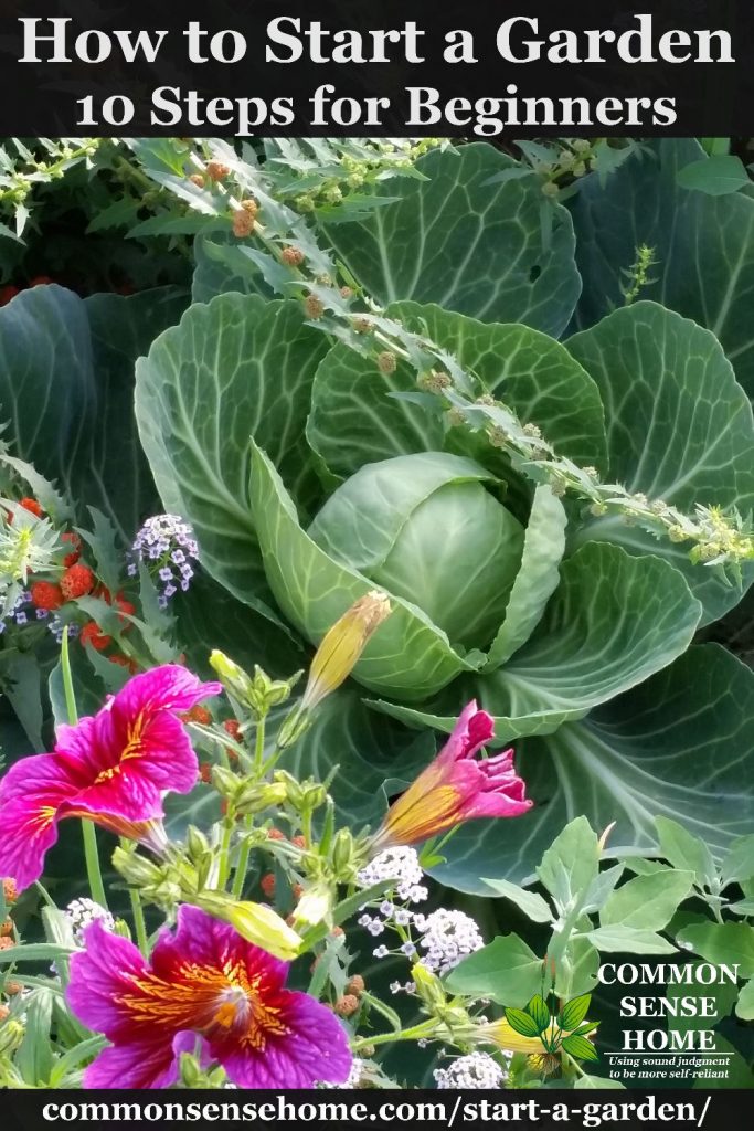 Cabbage and flowers