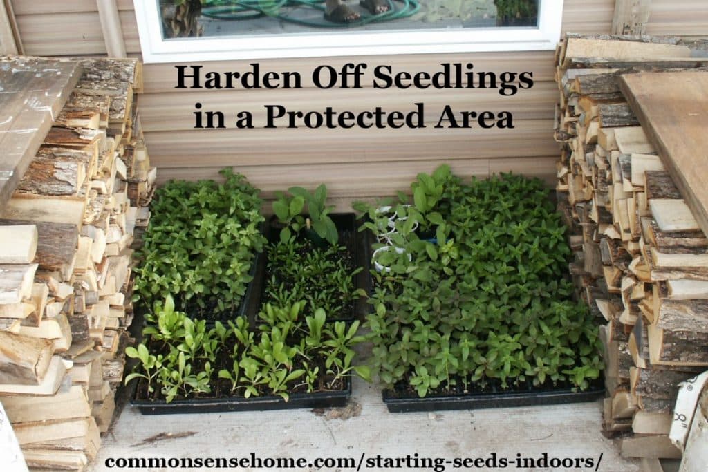 hardening off seedlings