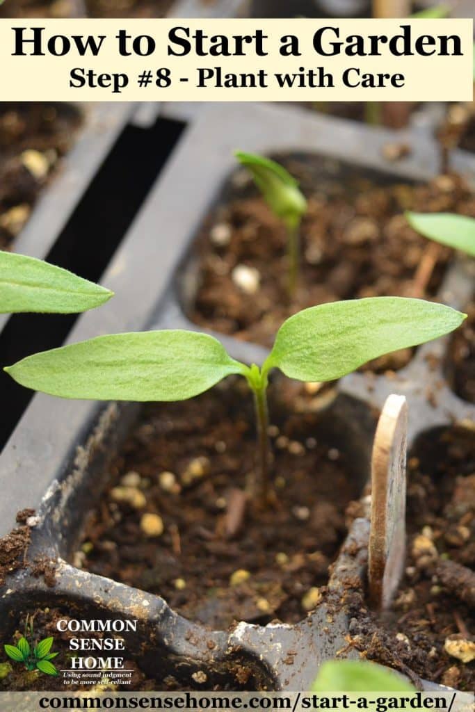 Seedling close-up