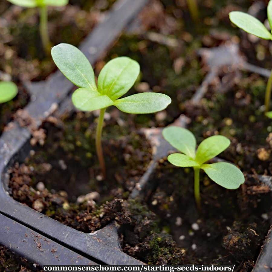 starting seeds indoors - annual flower seedlings