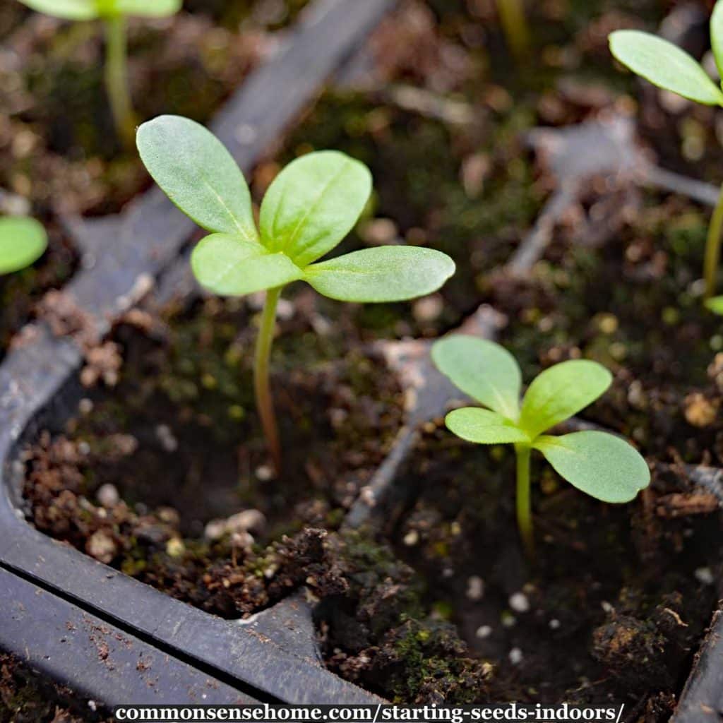 Starting seeds indoors: How to start flowers from seeds