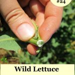 hand holding wild lettuce plant showing sap