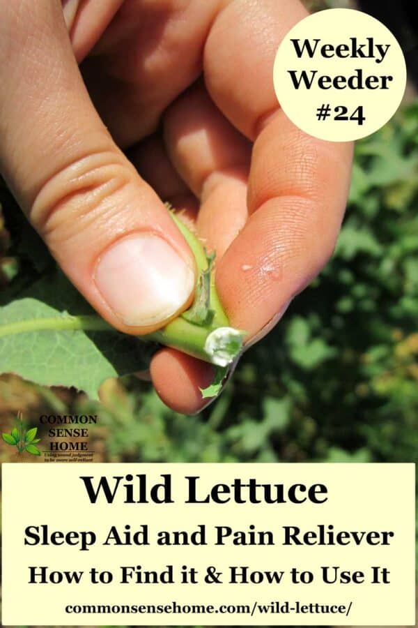 hand holding wild lettuce plant showing sap