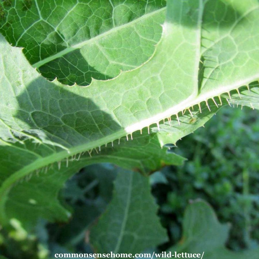 wild lettuce spines on underside of leaf