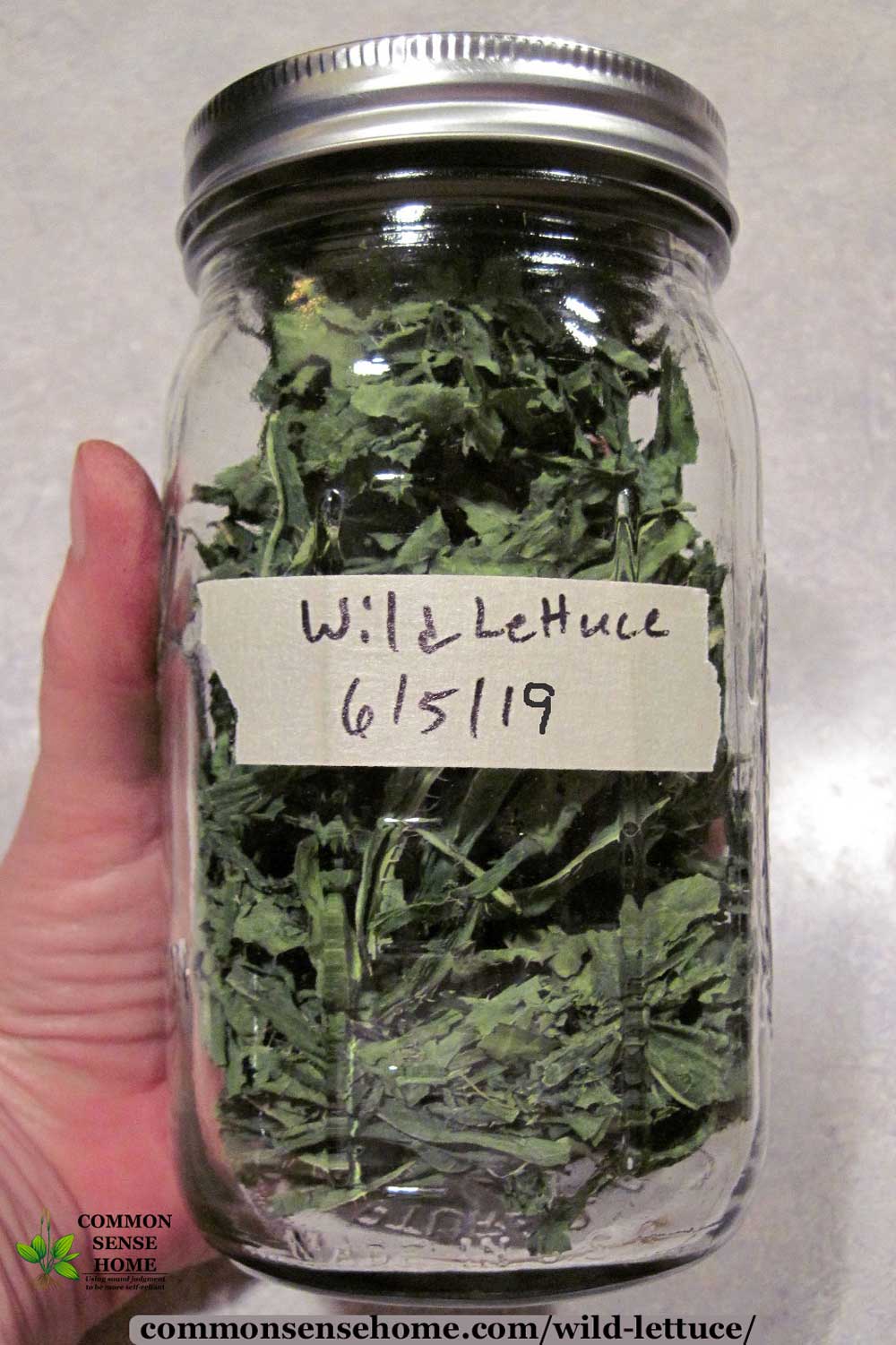 dried wild lettuce leaves for tea in a mason jar