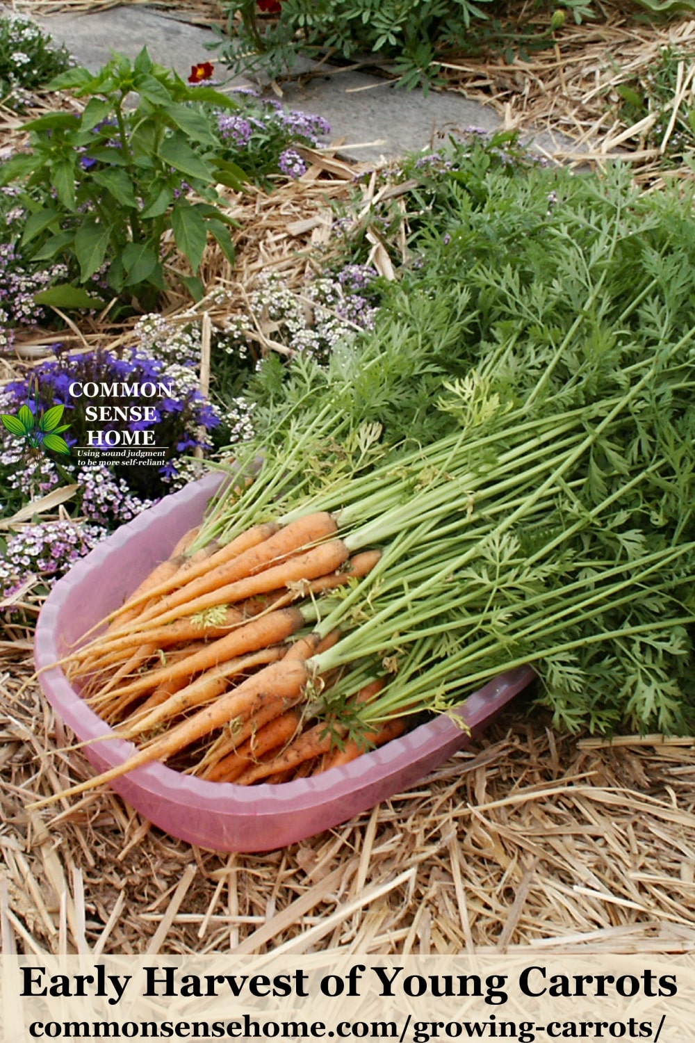 Early harvest of young carrots in a pink bin sitting on straw in the garden