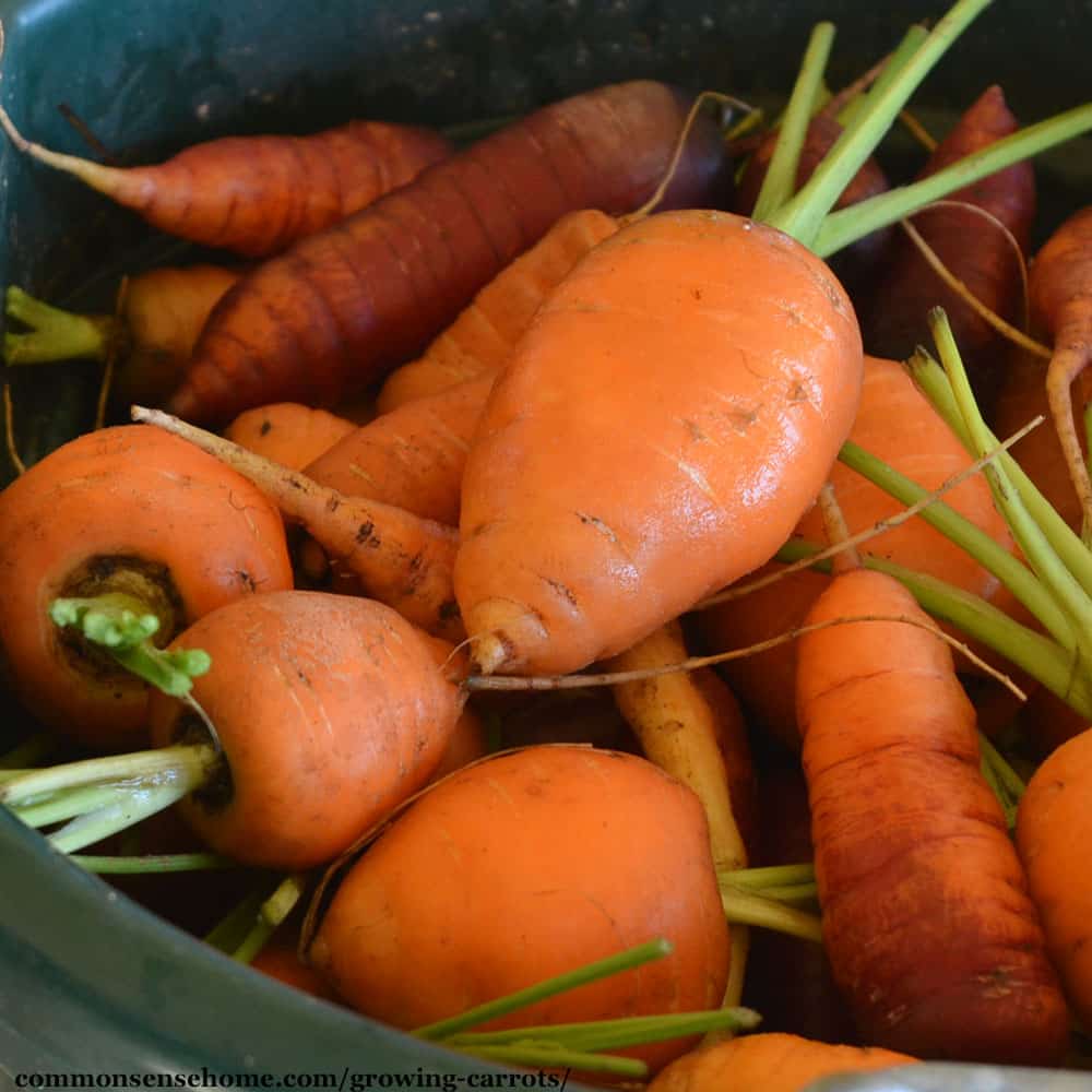stocky bright orange carrots in a green bucket