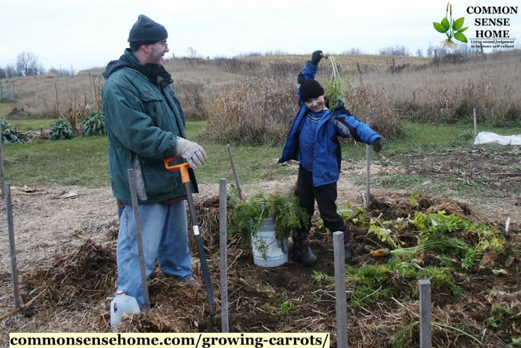 Father and son harvesting carrots in the garden