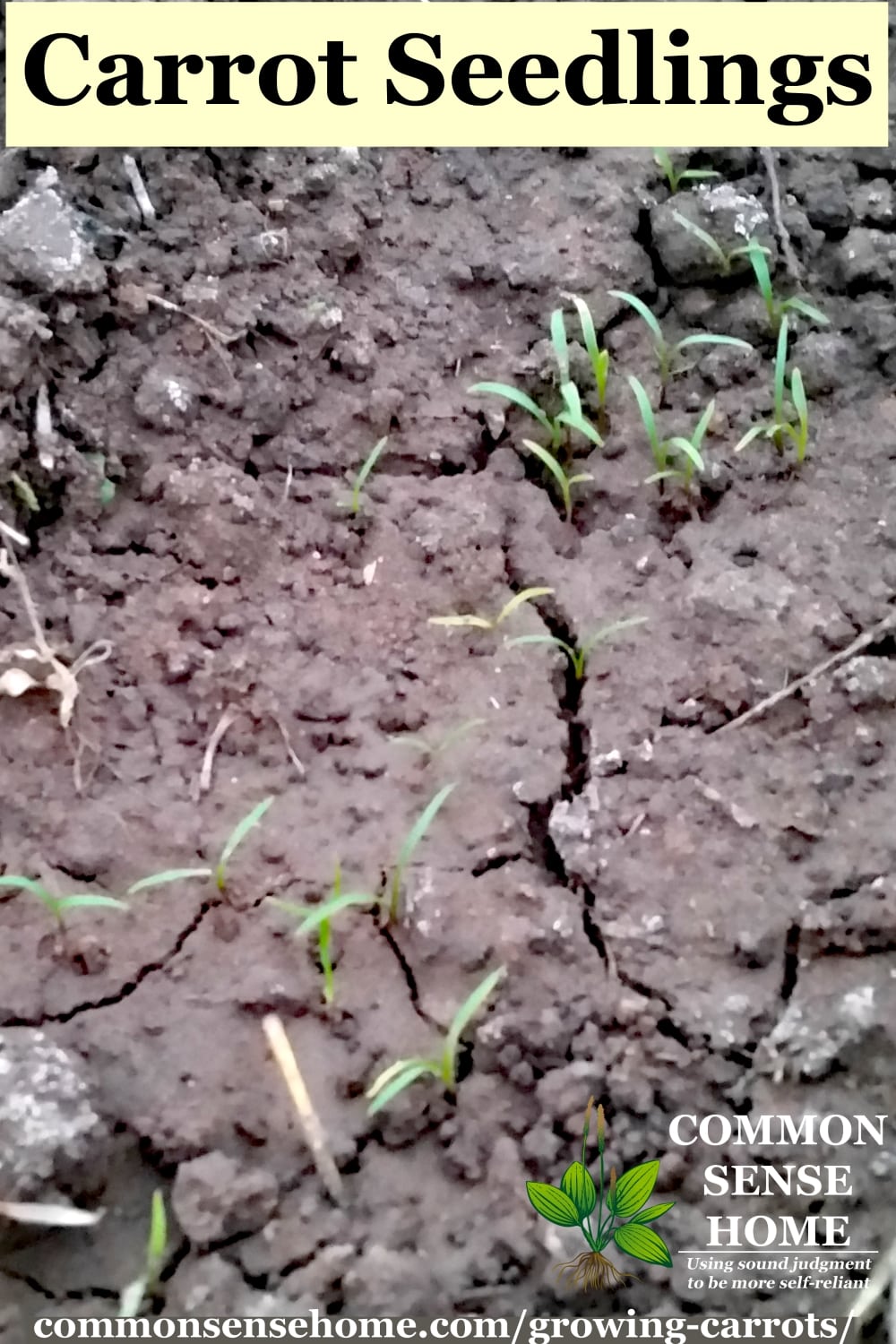 sprouting carrot seedlings