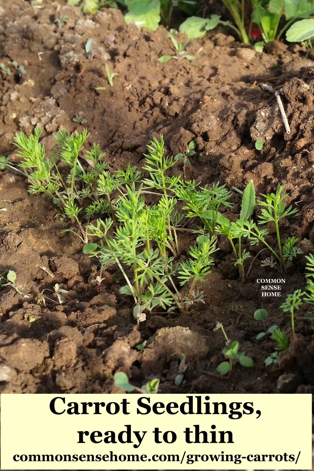 sprouting carrot seedlings