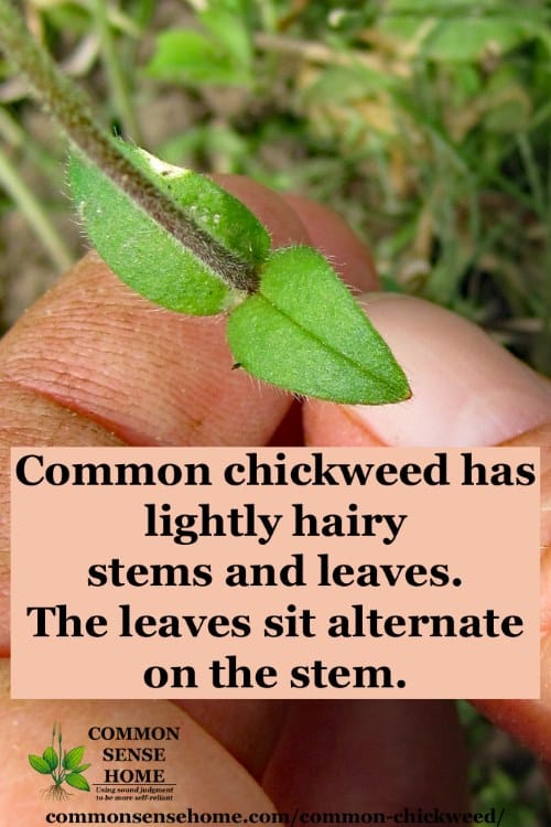chickweed leaves