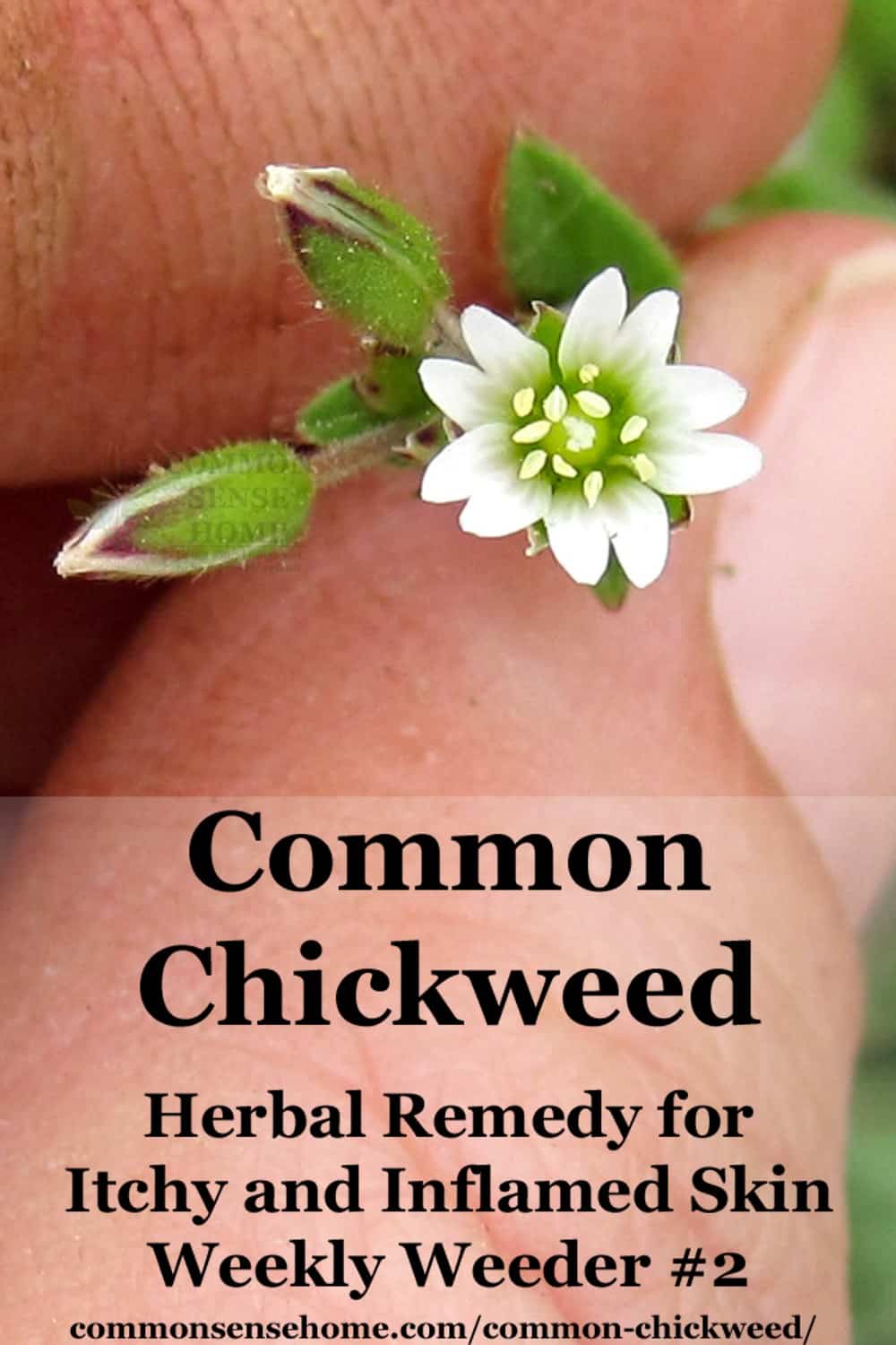 chickweed close-up
