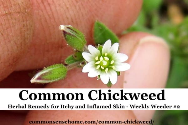 Common Chickweed - Herbal Remedy for Irritated Skin