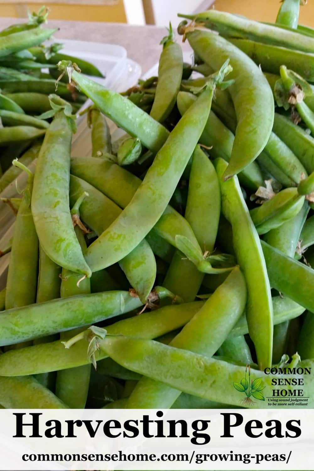 large pile of harvested garden peas in pods in bin on kitchen counter