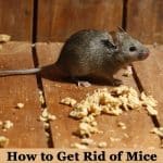 get rid of mice