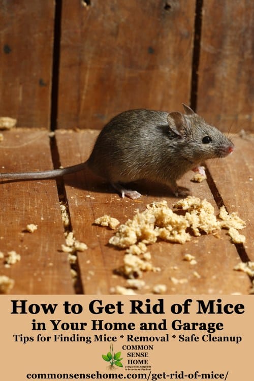 Get Rid of Mice In Your House and Garage