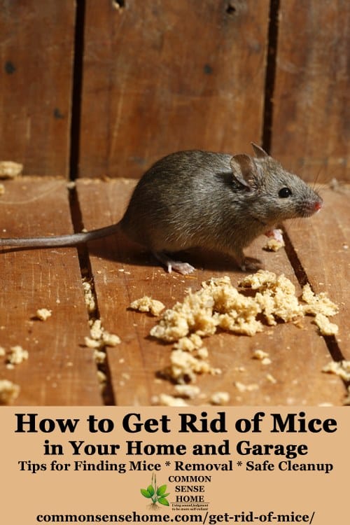 The Best Ways Get Rid of Mice In Your House and Garage