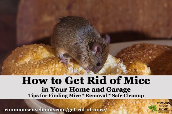 the best ways get rid of mice in your house and garage