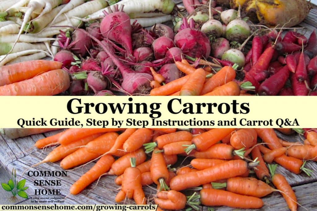 Pile of harvested carrots and beets on wooden table with text overlay "growing carrots"