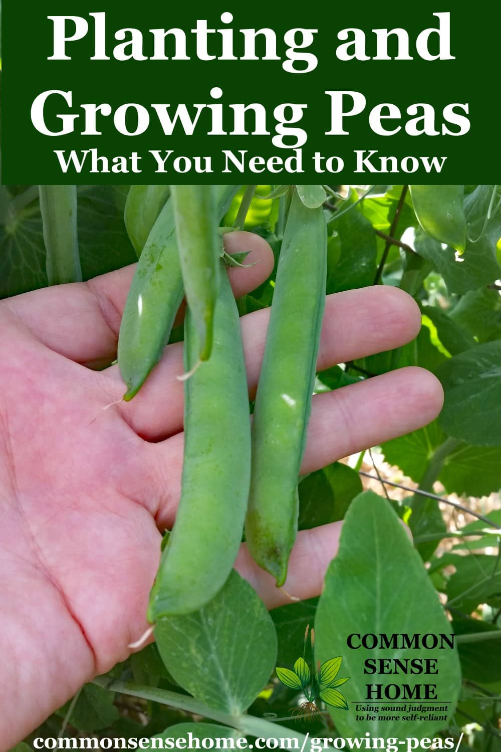 hand holding ready to harvest peas in garden on pea trellis