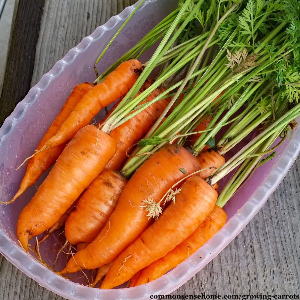 freshly harvested carrots in a pink bin on wooden table