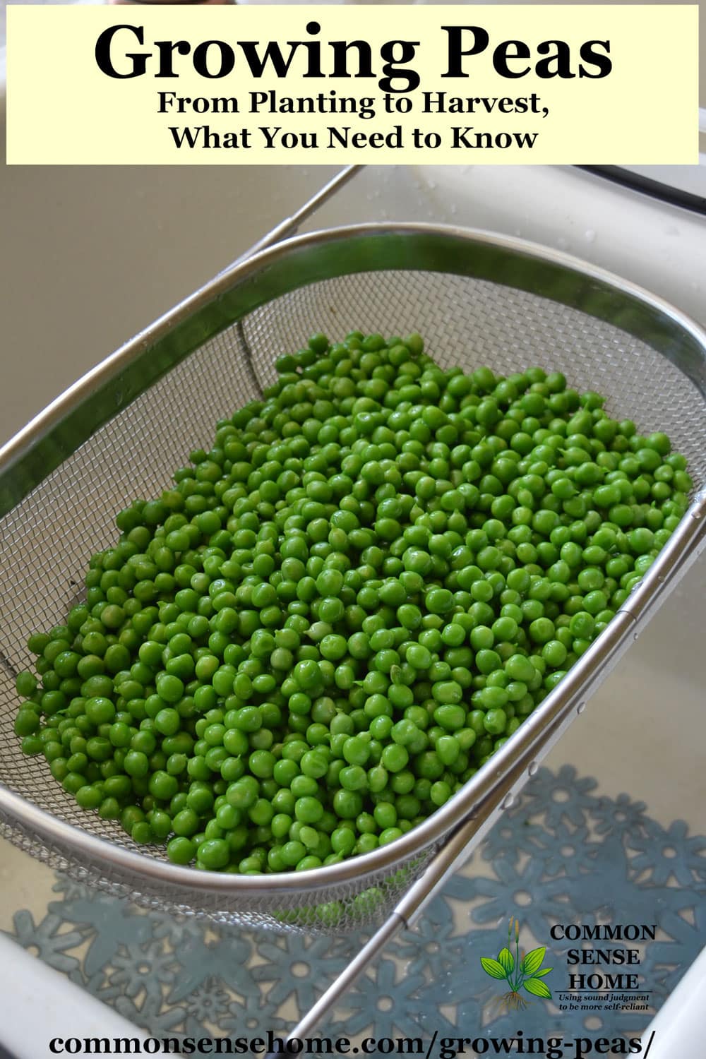 freshly harvested and shelled garden peas in kitchen strainer in sink