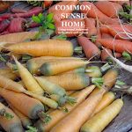Growing carrots can be a little tricky, but this post will help you learn how to plant, when to thin, companion plants, and growing and harvesting tips.